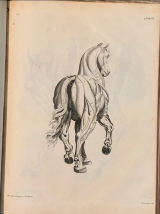 La Parfaite Connoissance Des Chevaux